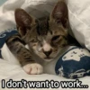 Meowgi2023 20