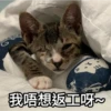 Meowgi2023 21