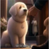 Perritos 2Guau Guau 21