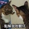 Meowgi2023 22