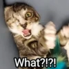 Meowgi2023 23