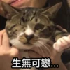Meowgi2023 24