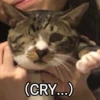 Meowgi2023 25