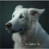 Perritos 2Guau Guau 24