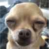 dog-cat-memes 5