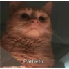 kitty memes 5