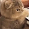 kitty memes 6