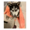 Husky Logan & friends 6