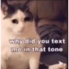 kitty memes 7