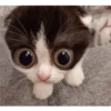 kitty memes 8