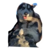 Husky Logan & friends 7