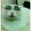 kitty memes 9