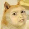dog-cat-memes 7