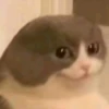 dog-cat-memes 8