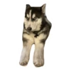 Husky Logan & friends 9