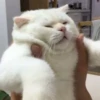 kitty memes 10