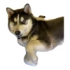 Husky Logan & friends 10