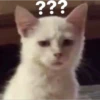 kitty memes 11