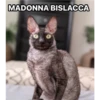 Cringe ITA 8