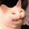 kitty memes 12