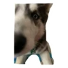 Husky Logan & friends 12