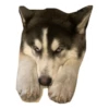 Husky Logan & friends 13