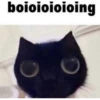 kitty memes 13