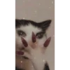 kitty memes 14