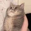 kitty memes 15