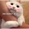 kitty memes 16