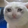 Sad Cats 8