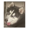 Husky Logan & friends 15