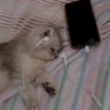 Sad Cats 9