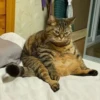 kitty memes 17