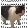 kitty memes 18
