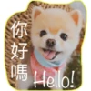 HK Lion King 仔仔 2 17