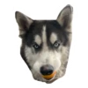 Husky Logan & friends 16