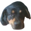 mi perro el mejor 5