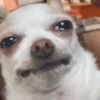 dog-cat-memes 13