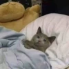 Sad Cats 11