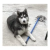 Husky Logan & friends 17