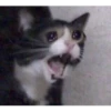 Sad Cats 12