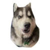 Husky Logan & friends 18