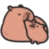 Capybaba 13