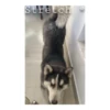 Husky Logan & friends 19