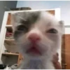 dog-cat-memes 14