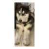 Husky Logan & friends 20