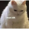 kitty memes 20