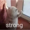 kitty memes 21