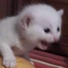 dog-cat-memes 15
